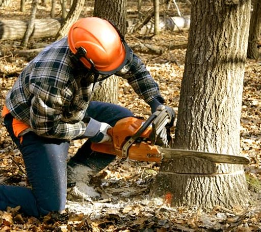 Tree Removal in Vaughnsville, OH